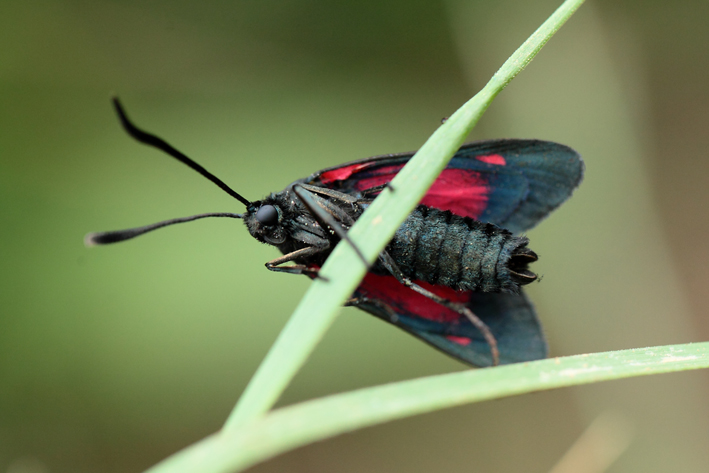 Zygaena lavandulae?